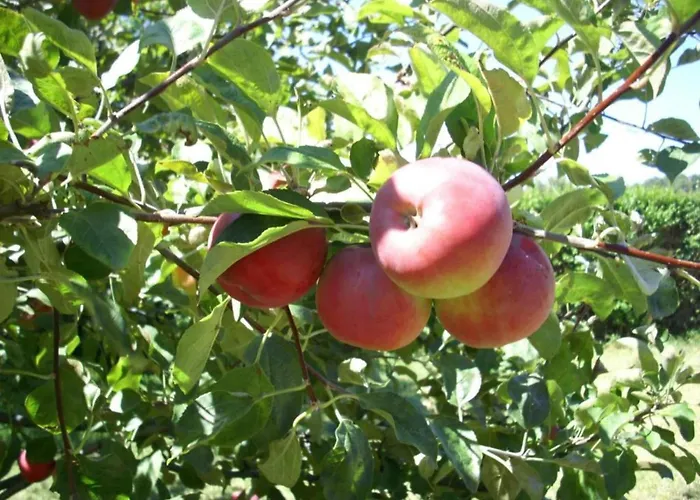 Belvilla By Oyo Catro Faros *